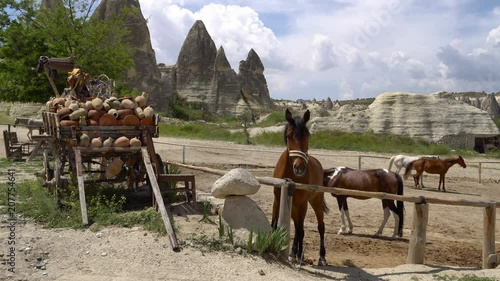 Horses on the Ranch in Cappadocia, Turkey. Drat near the Fence with Glorious Brown Horses. photo