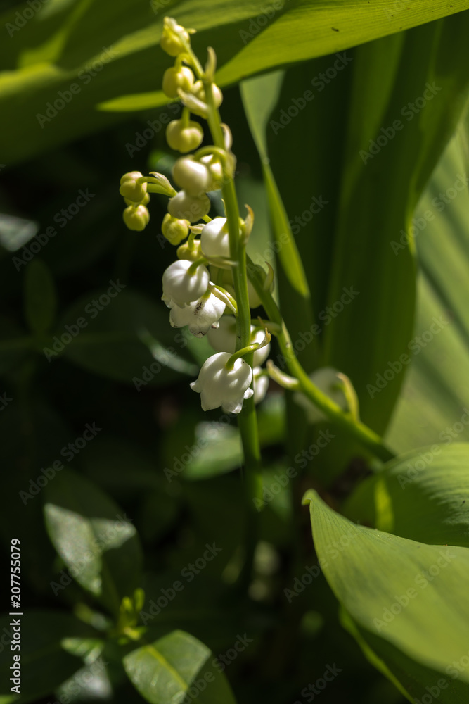 Obraz premium Lily of the valley is the smell of spring.
