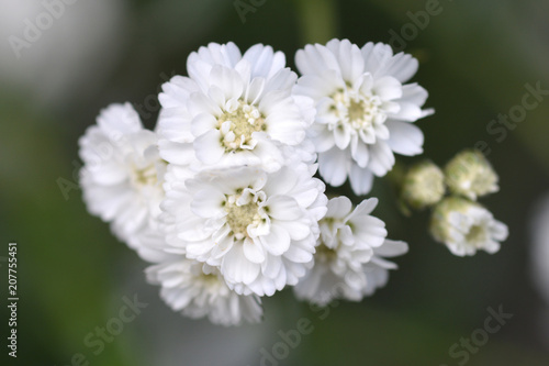 White tansy