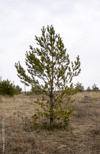 green sprig of spruce pine tree closeup in the forest