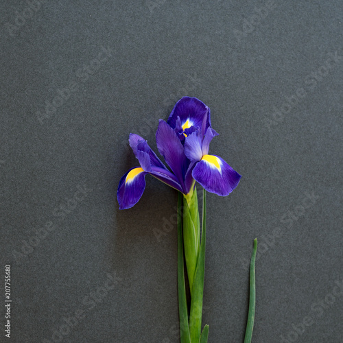 Fototapeta Naklejka Na Ścianę i Meble -  Flower of a lively blue iris lies on a dark paper, a postcard