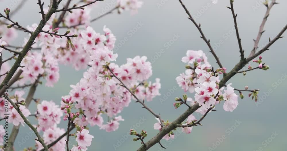 Cherry Blossom or Sakura in the wind Cherry Blossom or Sakura in the wind