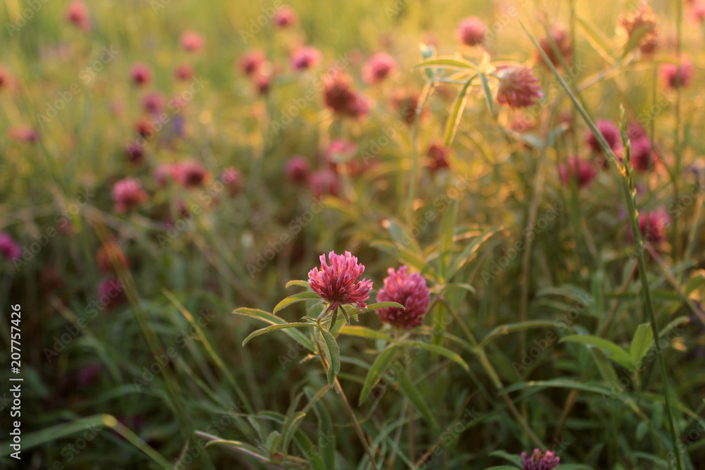 Spring or summer background, sunny day with cornflowers and grass at sunset. Copy space. Selective focus, close up. 