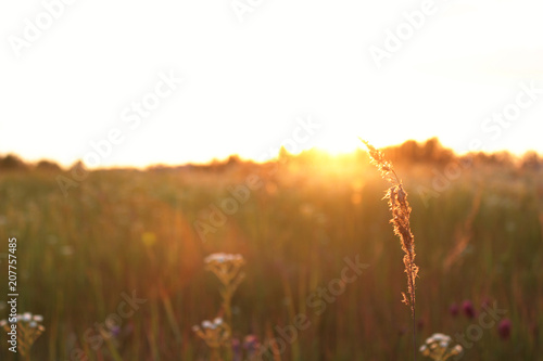 Spring or summer evening background, meadow with  flowers and grass at sunset. Copy space. Selective focus