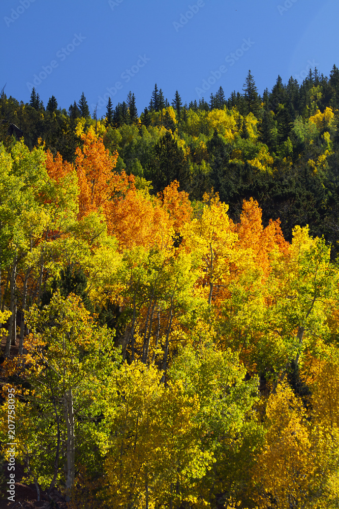 Naklejka premium Bright Autumn Color