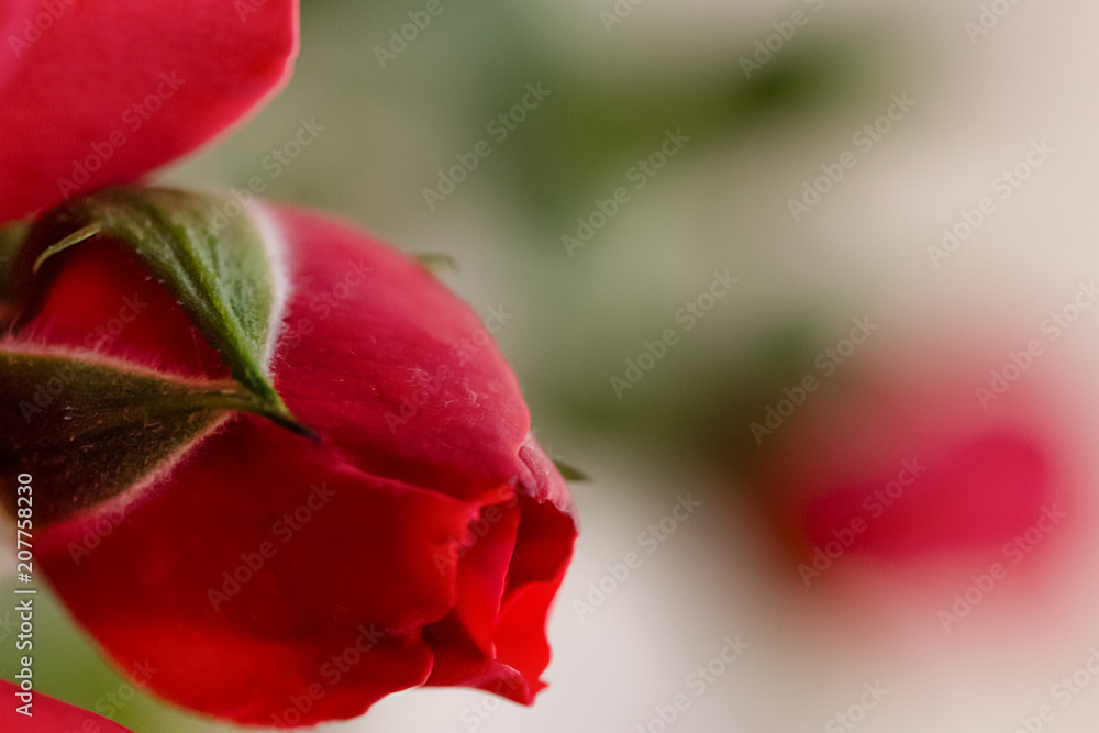 bright bud of colorful wild rose bright bud of colorful wild rose