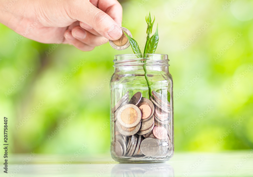 Save money interest Plant Growing In Savings Coins money in the glass saving money with hand putting coins Green Natural background Save money interest Plant Growing In Savings Coins money in the glass saving money with hand putting coins Green Natural background