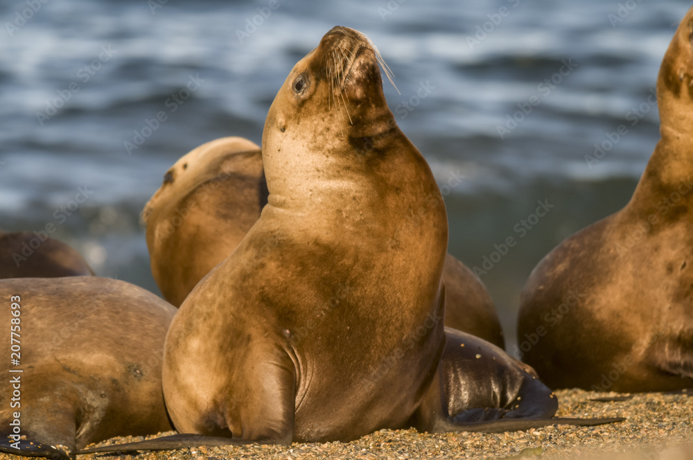 Fototapeta premium Mother and baby sea lion, Patagonia