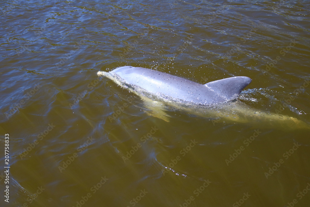 Fototapeta premium Delphin in den Everglades