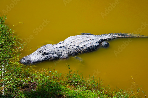 Alligator im Reservoir