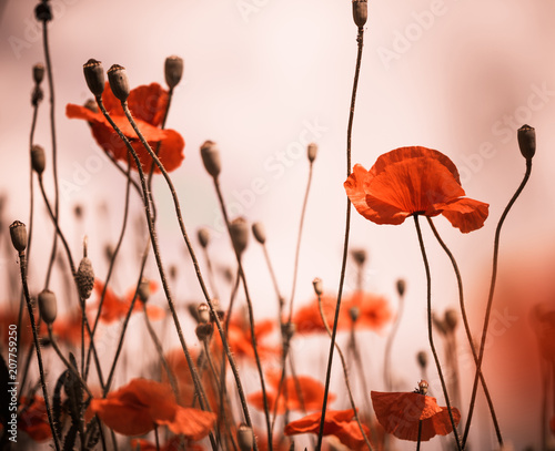 red poppies at summer meadow abstract background