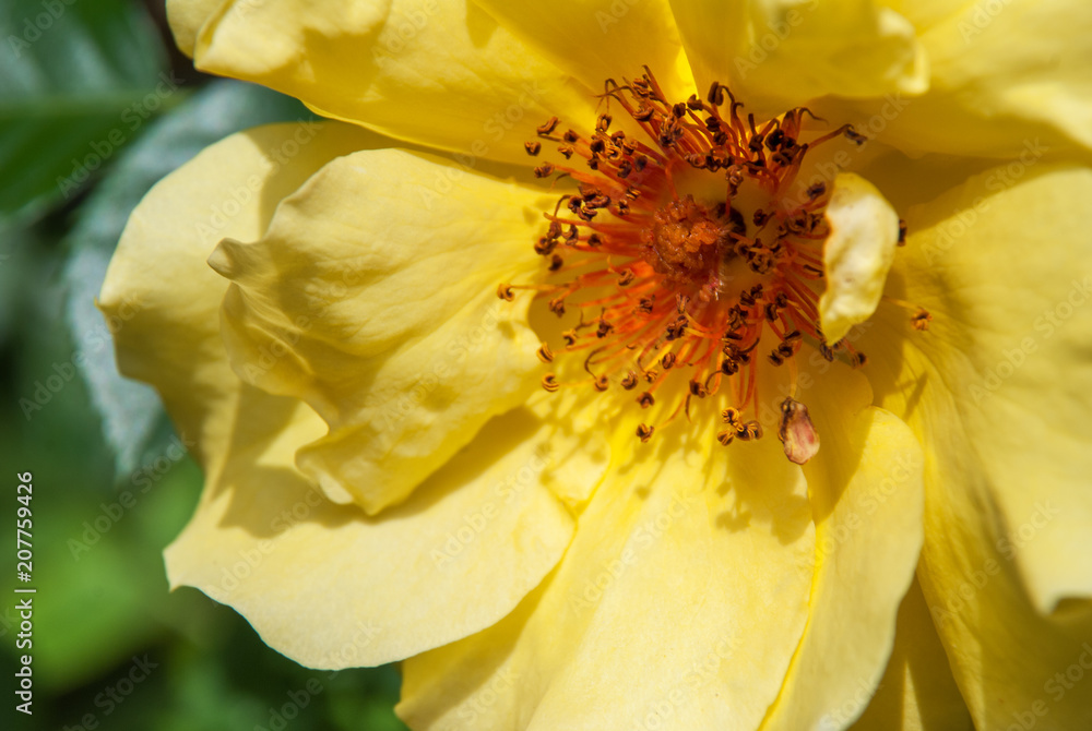 Beautiful yellow rose flower in a garden. Beautiful yellow rose flower in a garden.