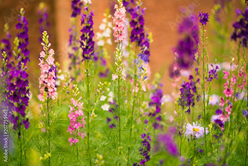 muticolor summer garden flowers at abstract colorful background