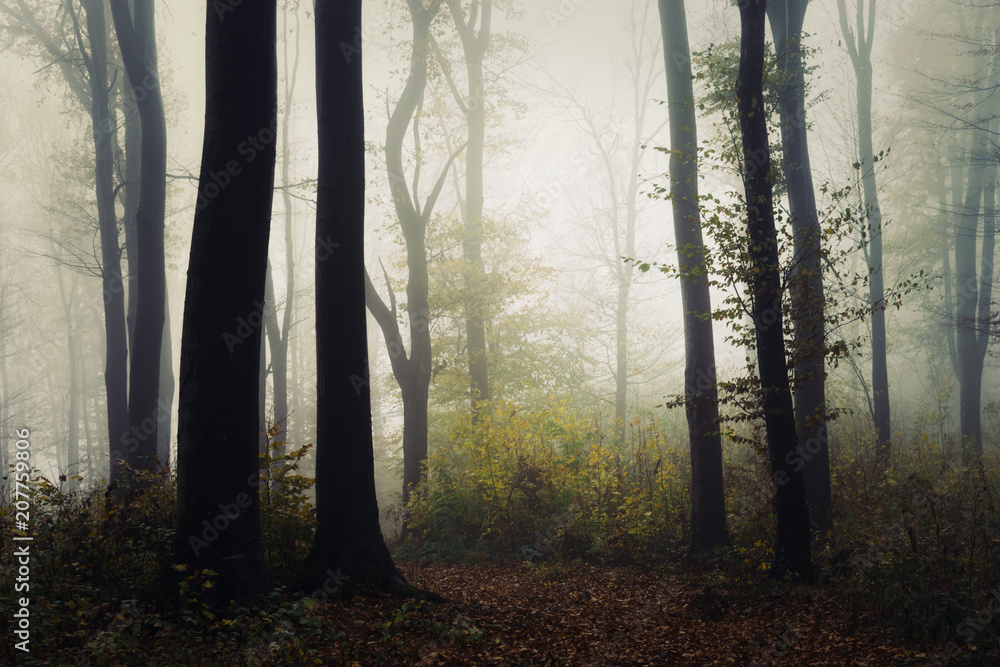 misty woods in autumn, forest trees in natural landscape misty woods in autumn, forest trees in natural landscape