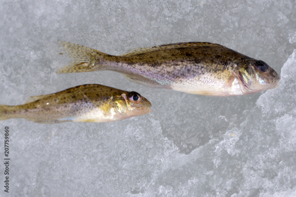 Ruff on the hook seafood season ice-fishing success .