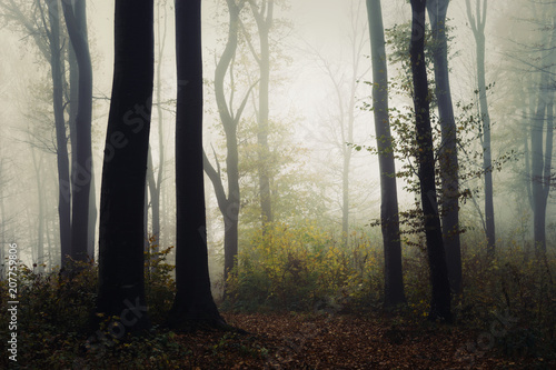misty woods in autumn, fore...