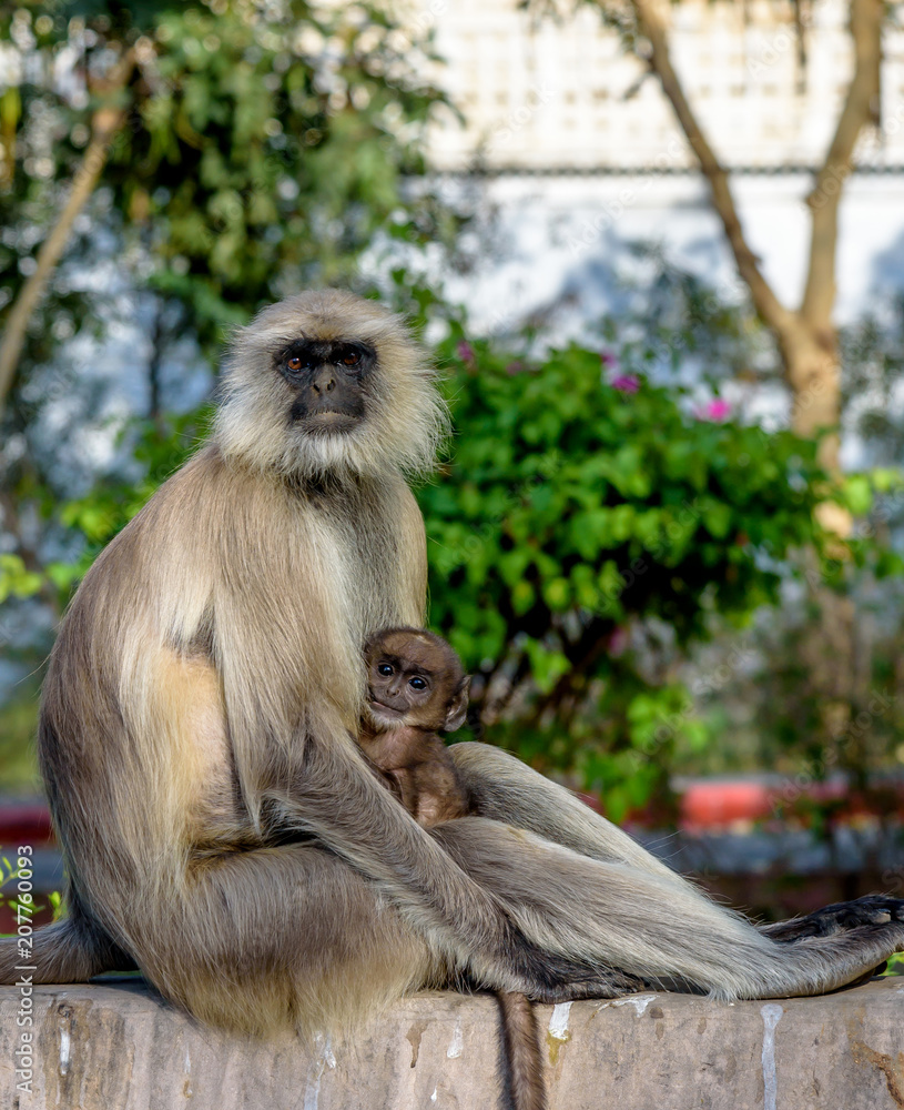 Portrait of a Mother Gray Langur Monkey and Her Baby in Rajasthan India