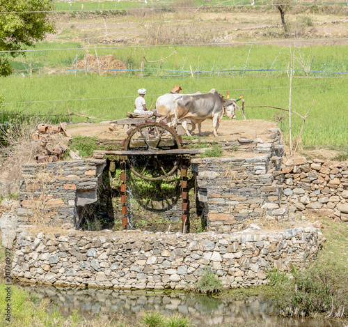 Old Fashion Water Wheel Well Fueled by Two Oxen in a Pasture in Rural Rajasthan India