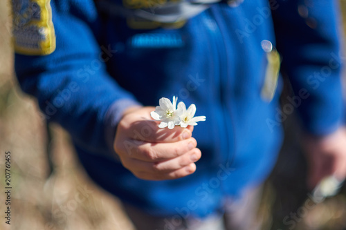 child boy holds a small bouquet of field flowers of snowdrops. Close-up