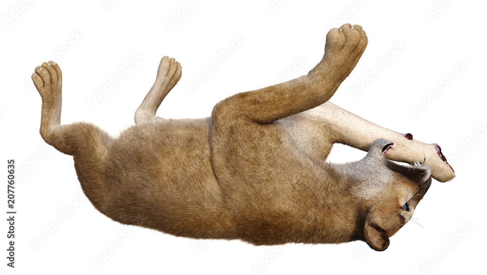 Fototapeta premium 3D Rendering Big Cat Puma on White