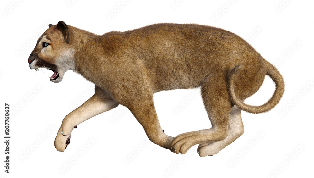 Obraz premium 3D Rendering Big Cat Puma on White