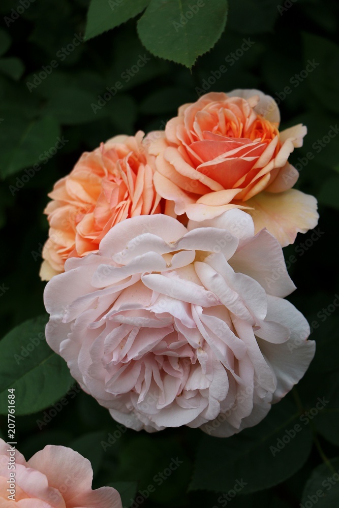 apricots colorful roses in the garden apricots colorful roses in the garden
