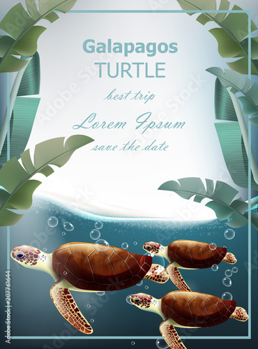 Galapagos turtles Vector. Summer sea card with cute turtles