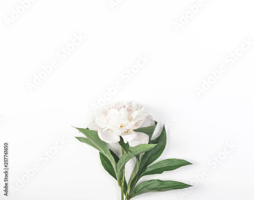 White peony flower on white background. Top view with copy space. Flat lay.