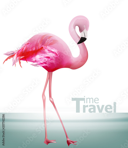 Flamingo card Vector. Beautiful pink bird on blue backgrounds