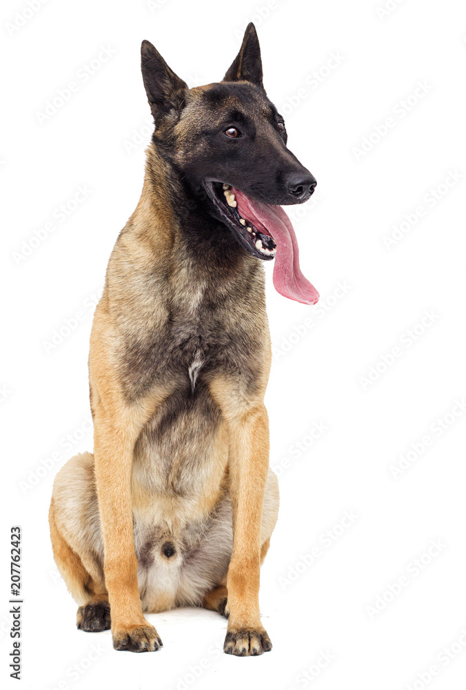 Belgian shepherd dog looking at white background Belgian shepherd dog looking at white background