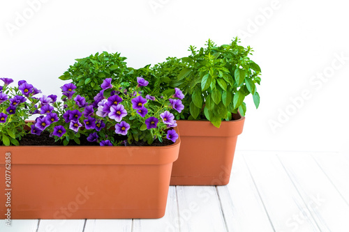 Fototapeta Naklejka Na Ścianę i Meble -  Growing herbs and flowers in planters in a kitchen garden. Flower pots with basil and flowering million bells plant
