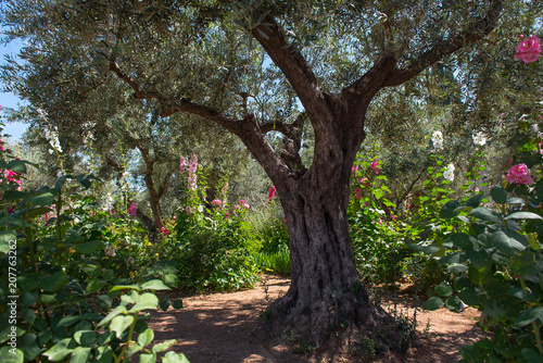 Olive trees in Gethsemane garden, Jerusalem Fototapeta