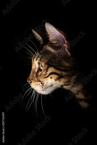muzzle Bengali (portrait) kitten in profile on black background