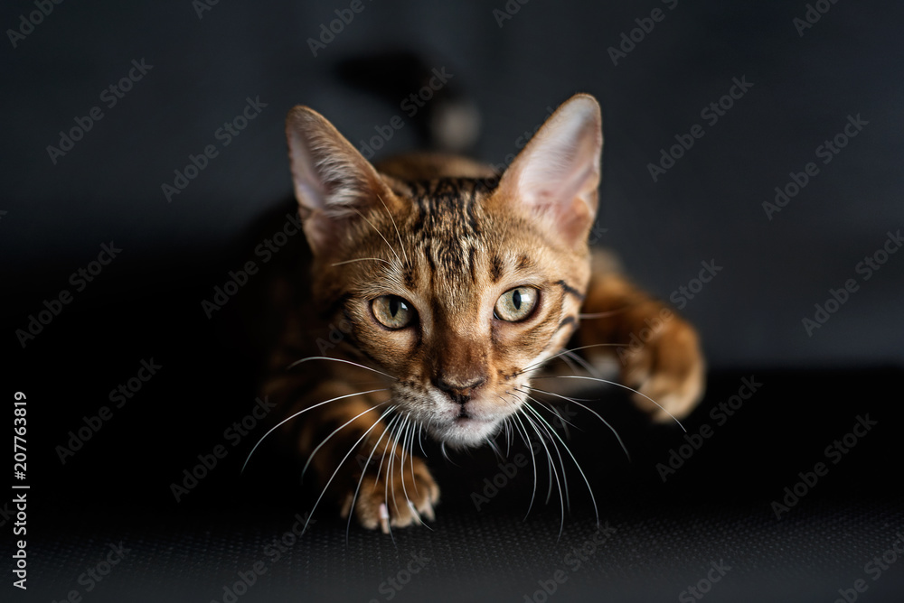 Bengal cat is preparing to jump on the hunt. A portrait of the animal