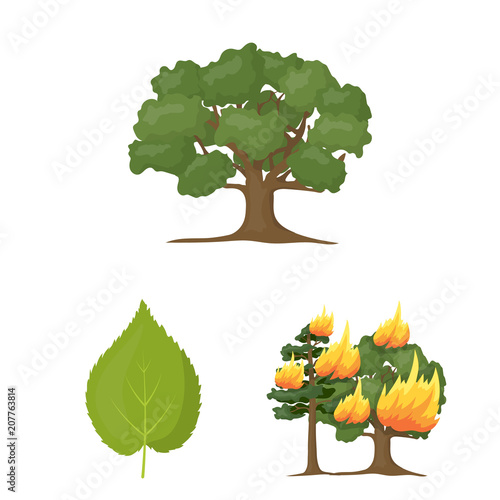 Forest and nature cartoon icons in set collection for design. Forest life vector symbol stock web illustration.