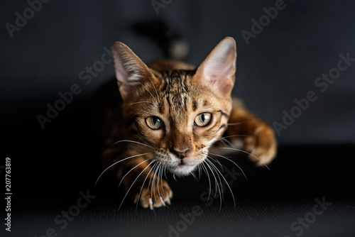 Bengal cat is preparing to jump on the hunt. A portrait of the animal © Yevheniia