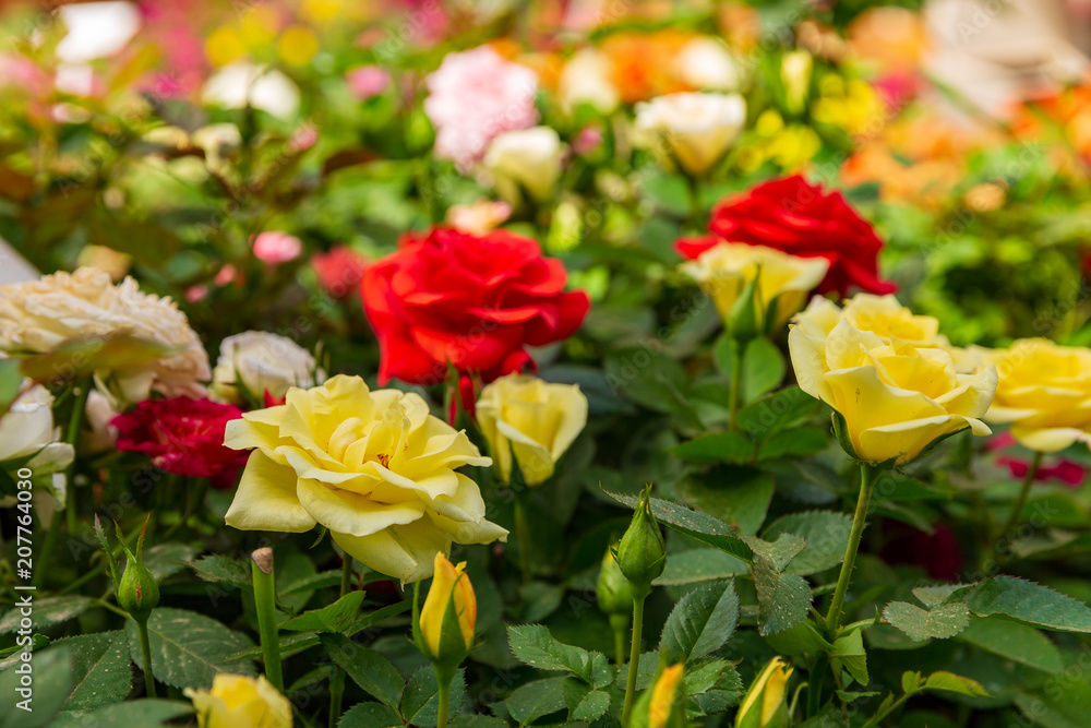 Fototapeta premium Yellow and red roses