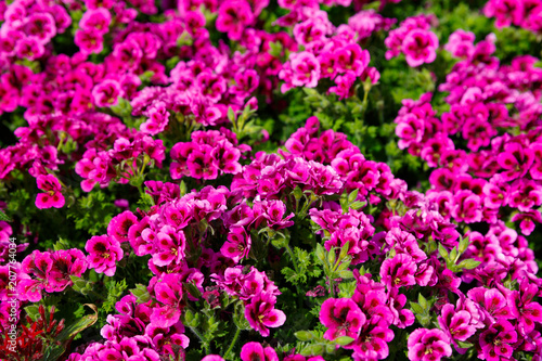 Fototapeta Naklejka Na Ścianę i Meble -  Close-up of ripe pink french geranium