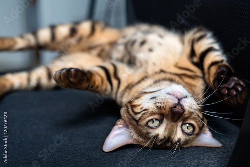 Bengal kitten fooling around turning upside down