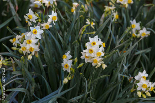 Fototapeta Naklejka Na Ścianę i Meble -  Group of small white daffodils