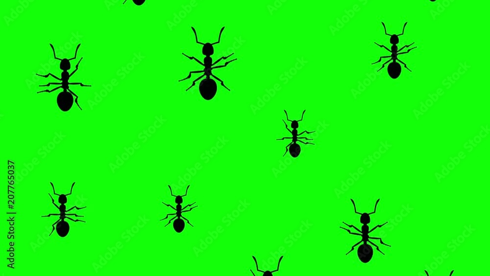Ants running up on a green screen. Seamless loop 3d animation of black silhouettes of insects on chroma key. Ants running up on a green screen. Seamless loop 3d animation of black silhouettes of insects on chroma key.