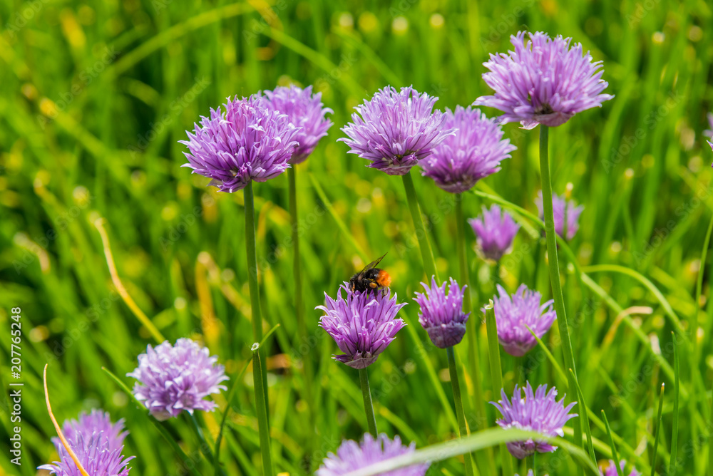 Bumblebee gathers nectar on a wild onion flower, close-up. A field of archery Bumblebee gathers nectar on a wild onion flower, close-up. A field of archery