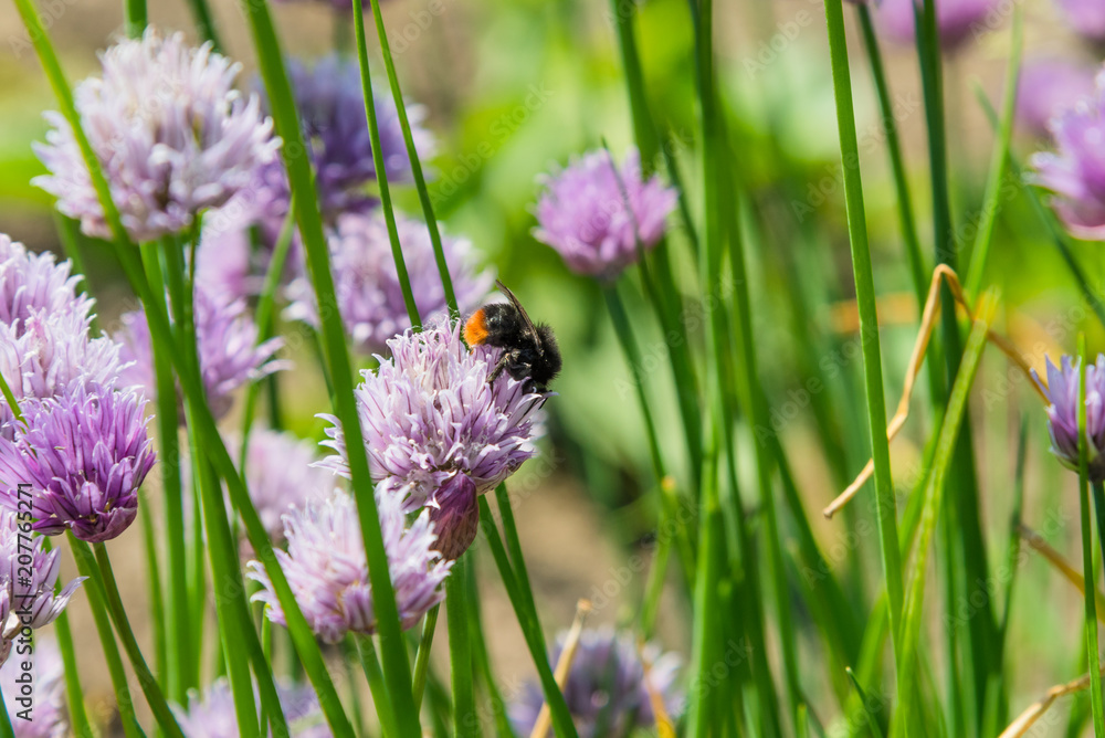 Bumblebee gathers nectar on a wild onion flower, close-up. A field of archery Bumblebee gathers nectar on a wild onion flower, close-up. A field of archery