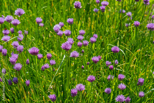 Field of flowering wild onion