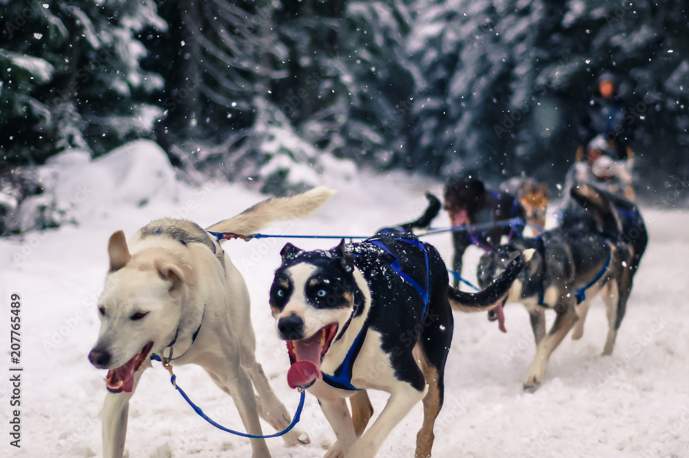 Person dog sledding, Whistler, British Columbia, Canada Person dog sledding, Whistler, British Columbia, Canada