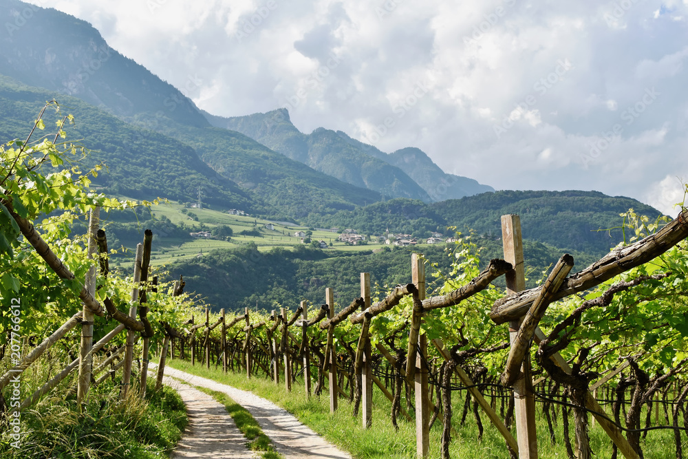 Südtirol - Weinberg zwischen Tramin und Kaltern