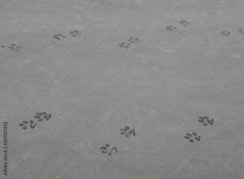 Wet dog prints on the pavement. Dog paws animal tracks imprinted