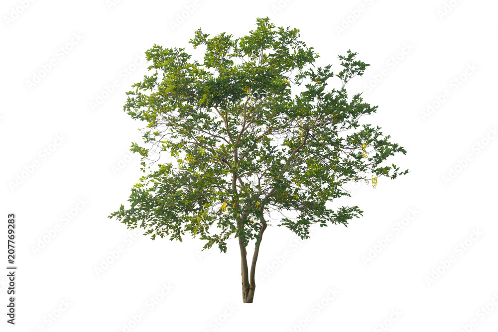 Obraz premium Tree isolated with clipping path