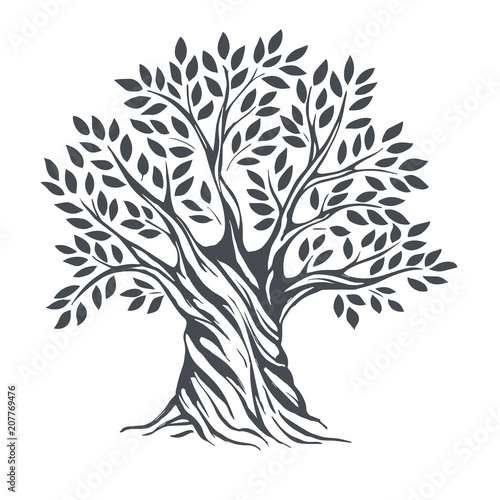 Hand drawn olive tree. Vector sketch illustration