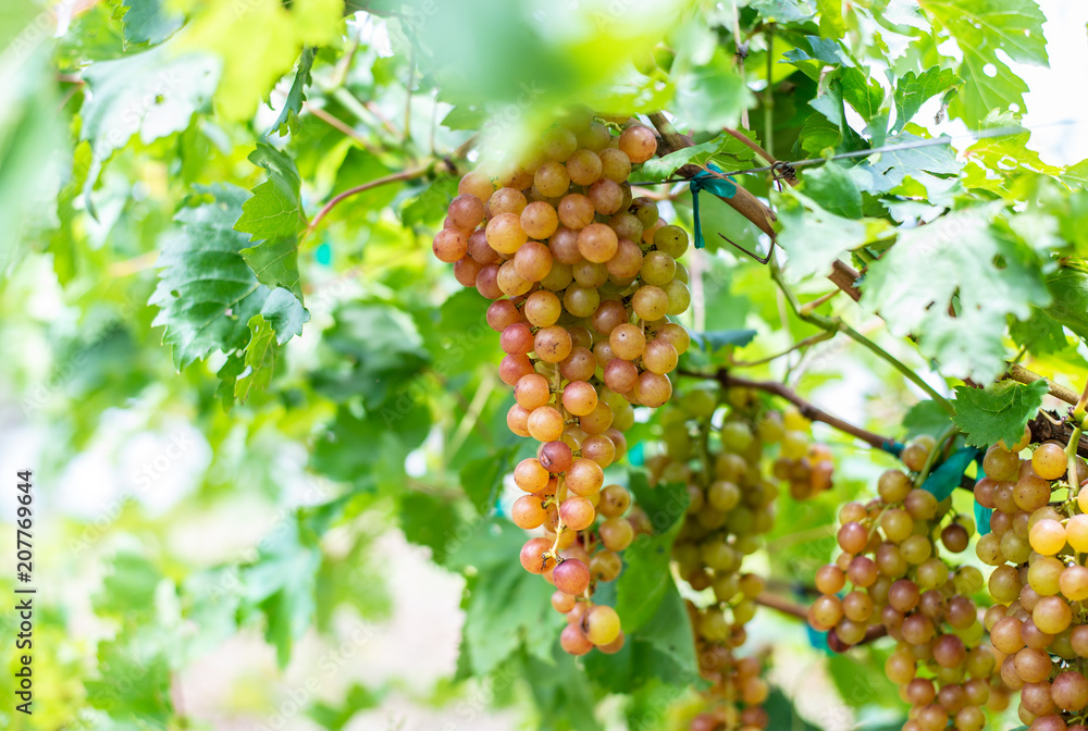 grape in the farm grape in the farm